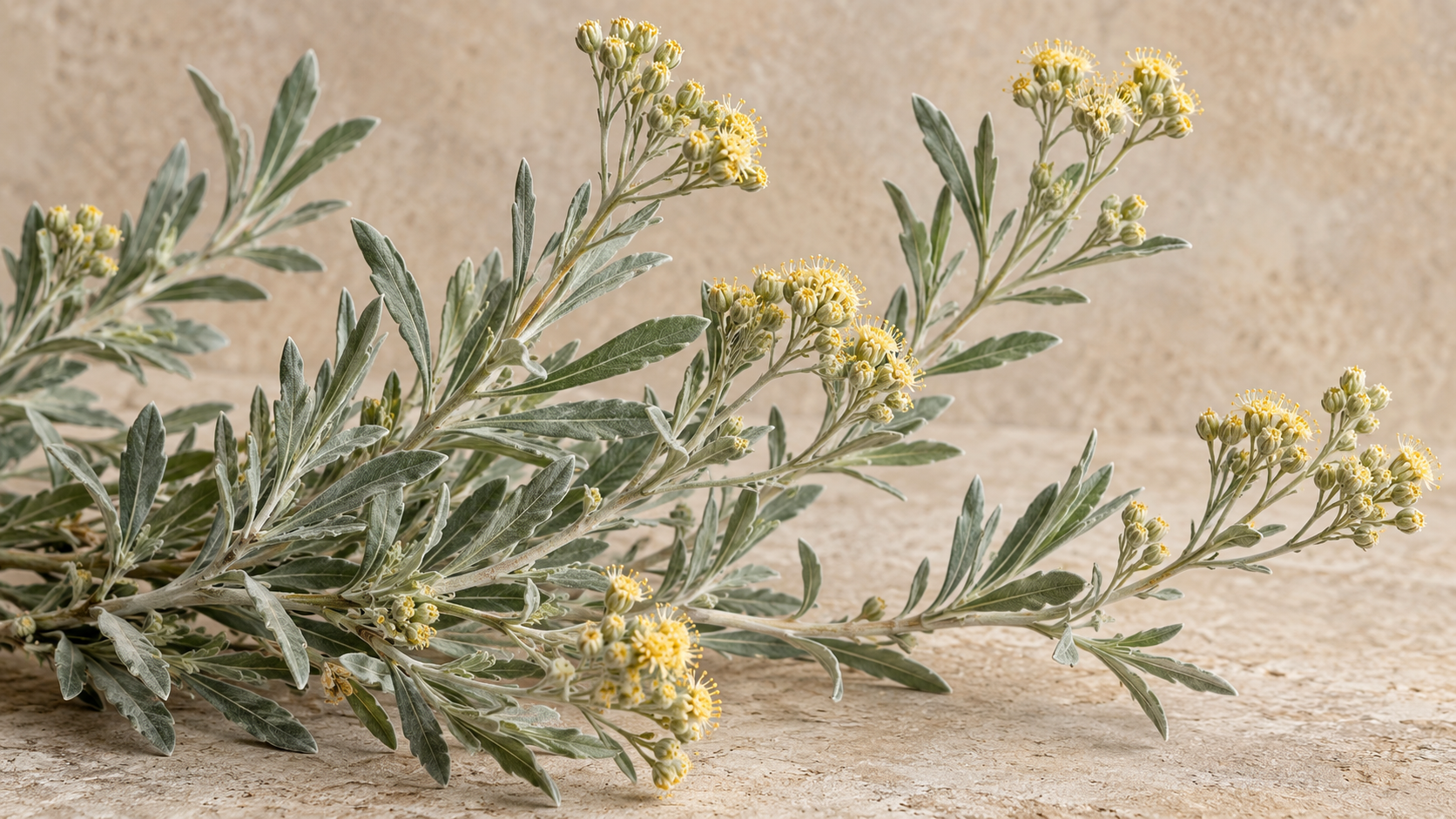 Editorial botanical illustration of guayule